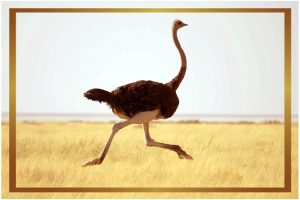 ostrich