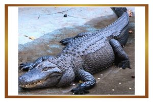 crocodile